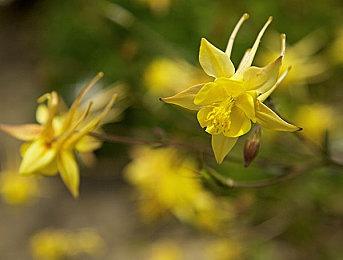 手绘农场模拟游戏《青蛙庇护所》发布试玩版